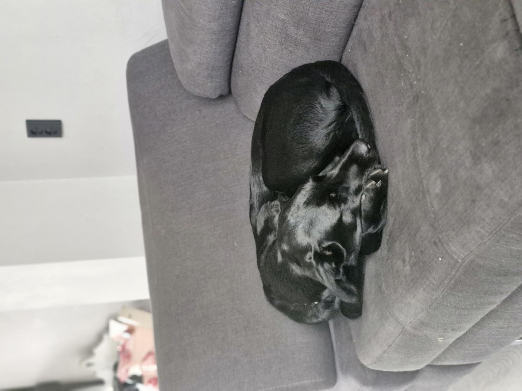 Blacky