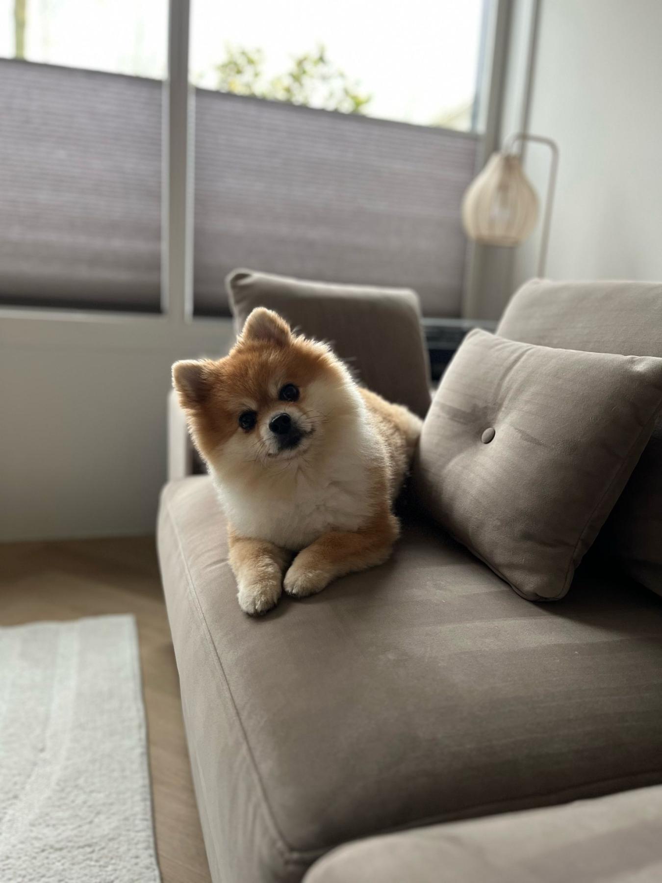 Finn