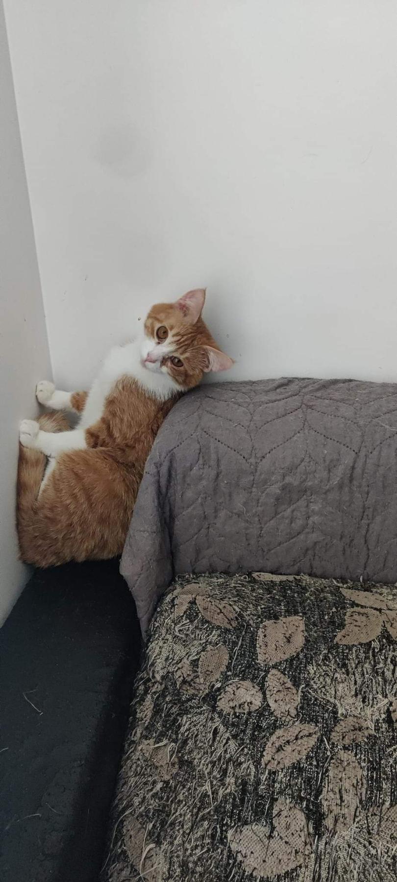 Buddy