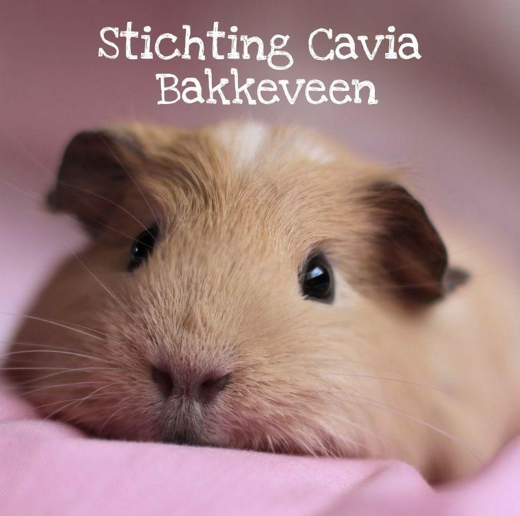 STICHTING CAVIA