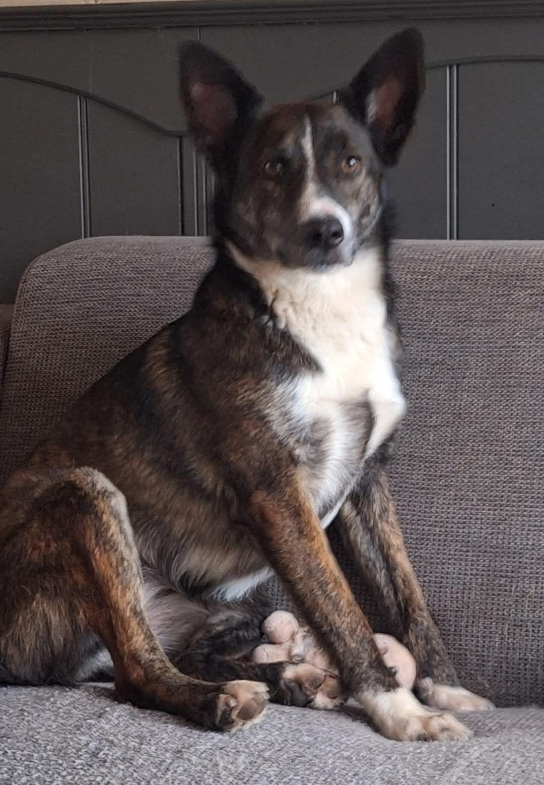 Sarabi