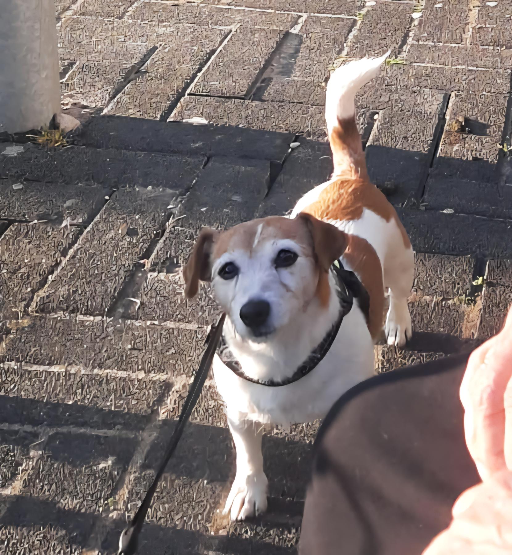 Pip