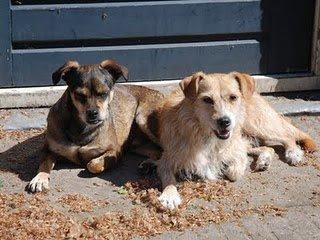 STICHTING ESPERANZA HOOP VOOR HONDEN