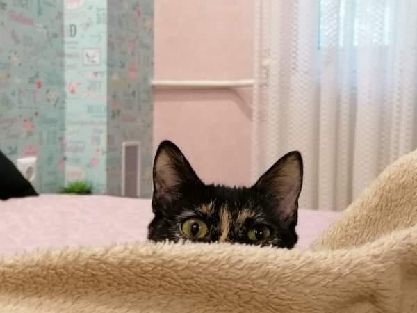 Kika