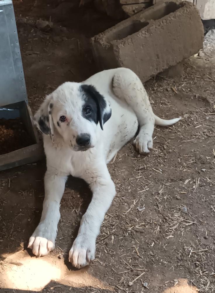 Duke