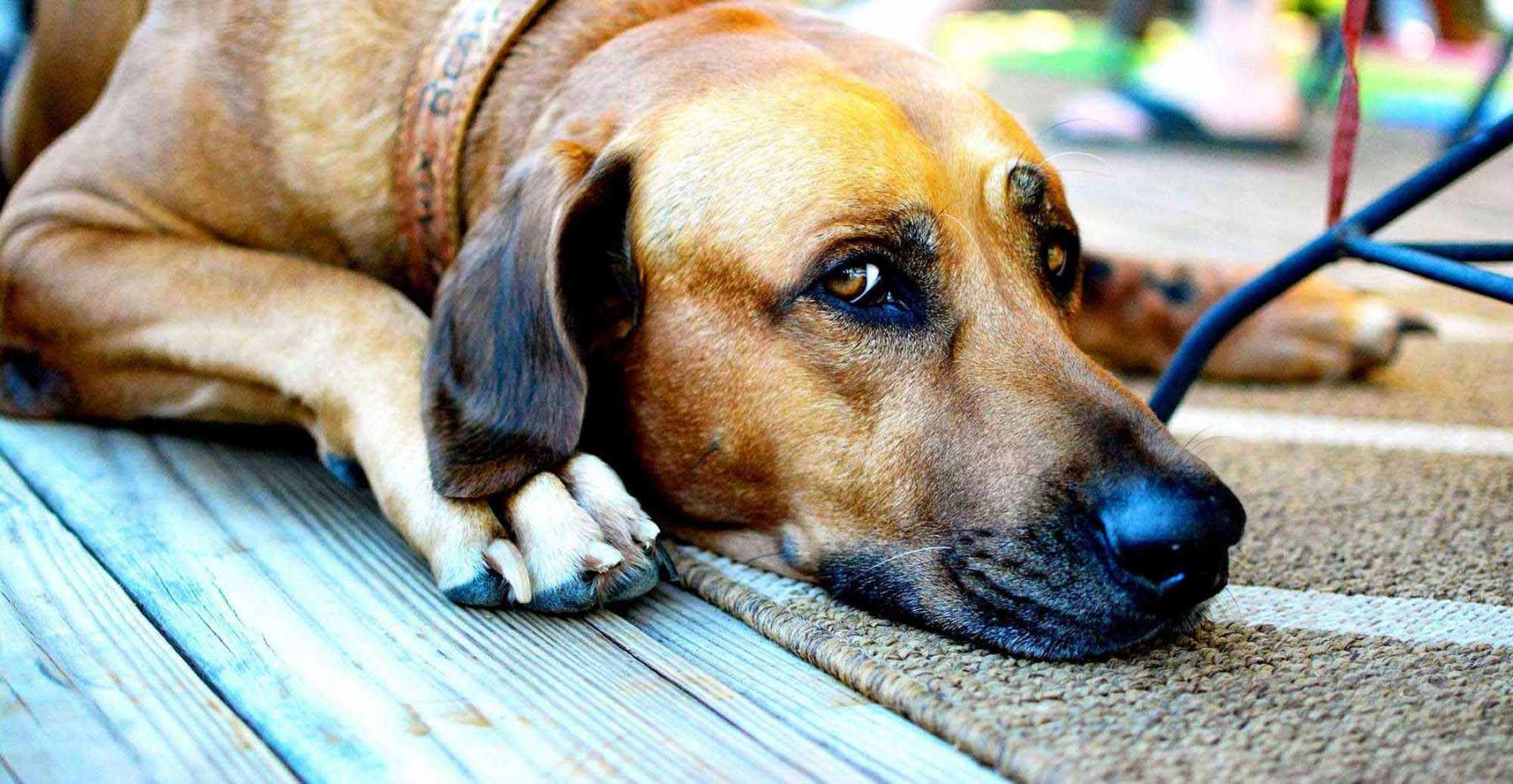 onderbreken Voorouder snor Baasje gezocht .nl – Zoek of herplaats hier uw hond – kat - huisdier