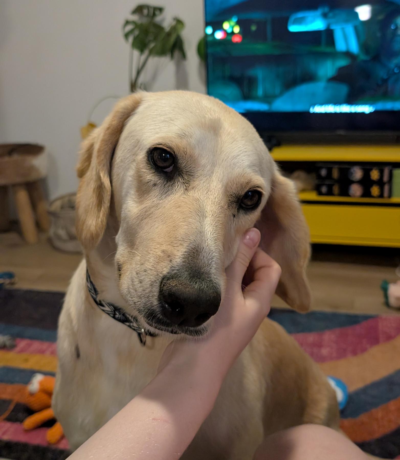 Bruno