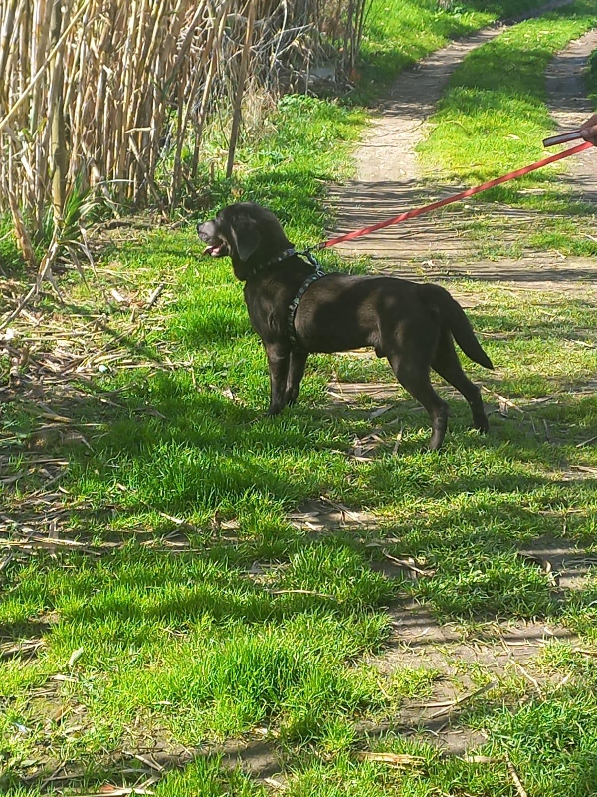Draco