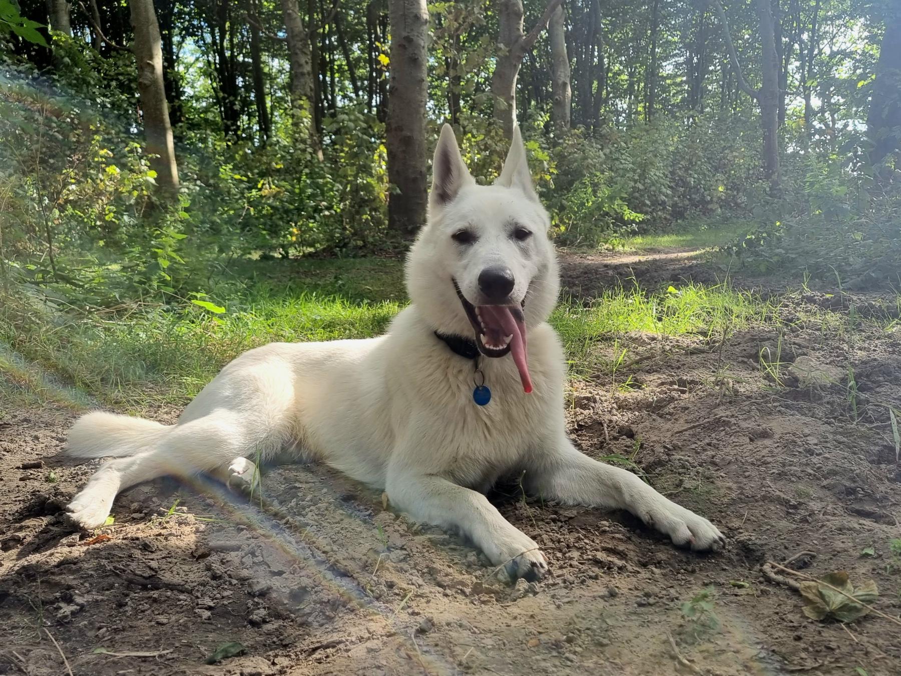 Nala