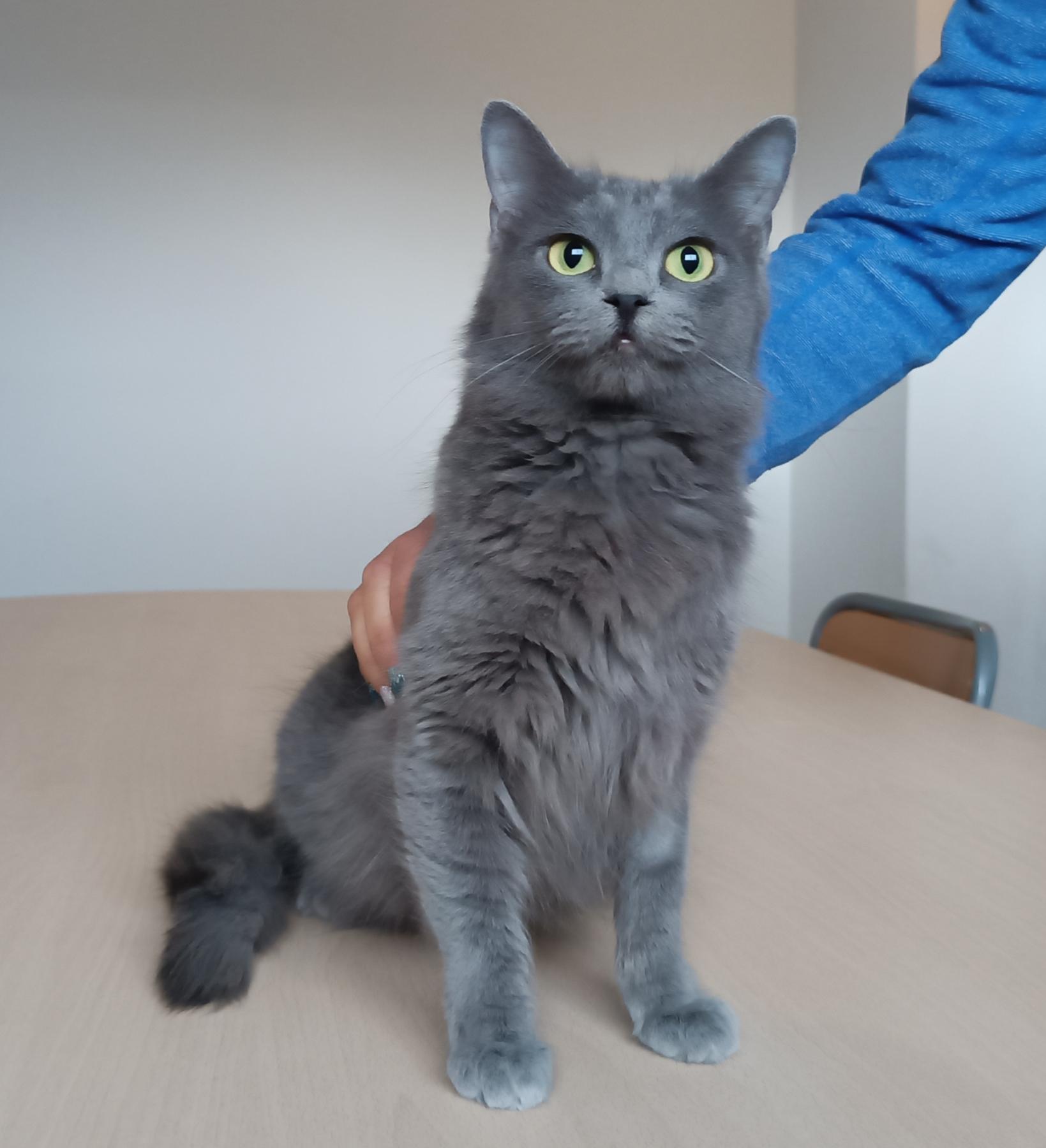 Maya