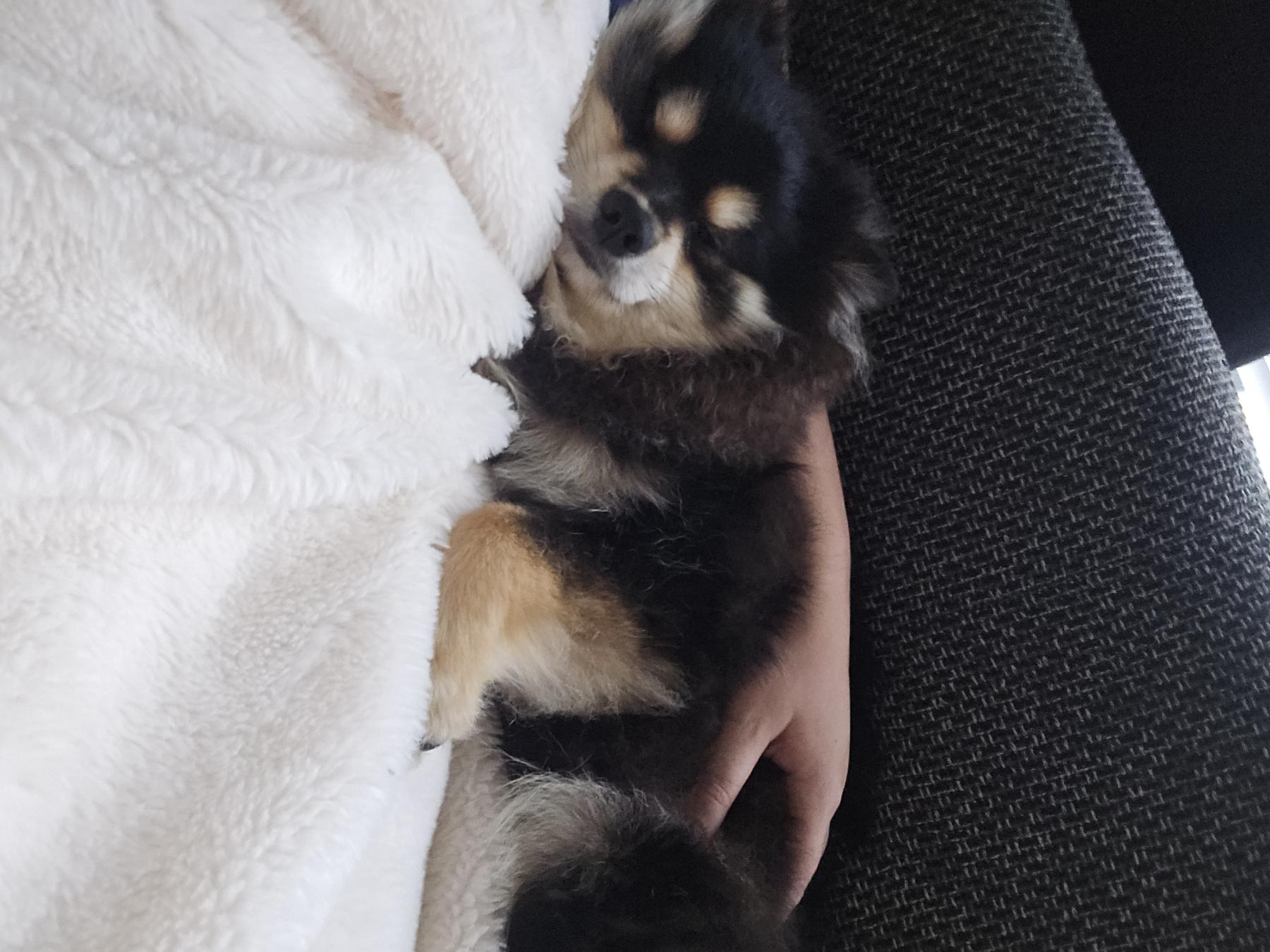Bowie