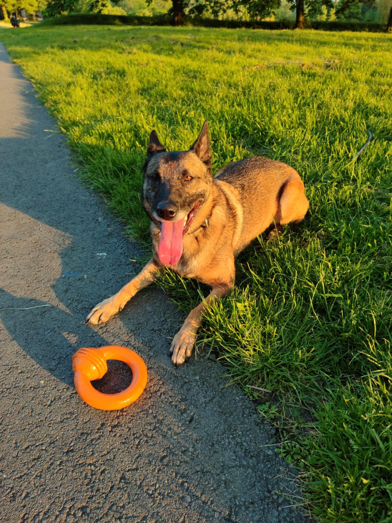 Maya