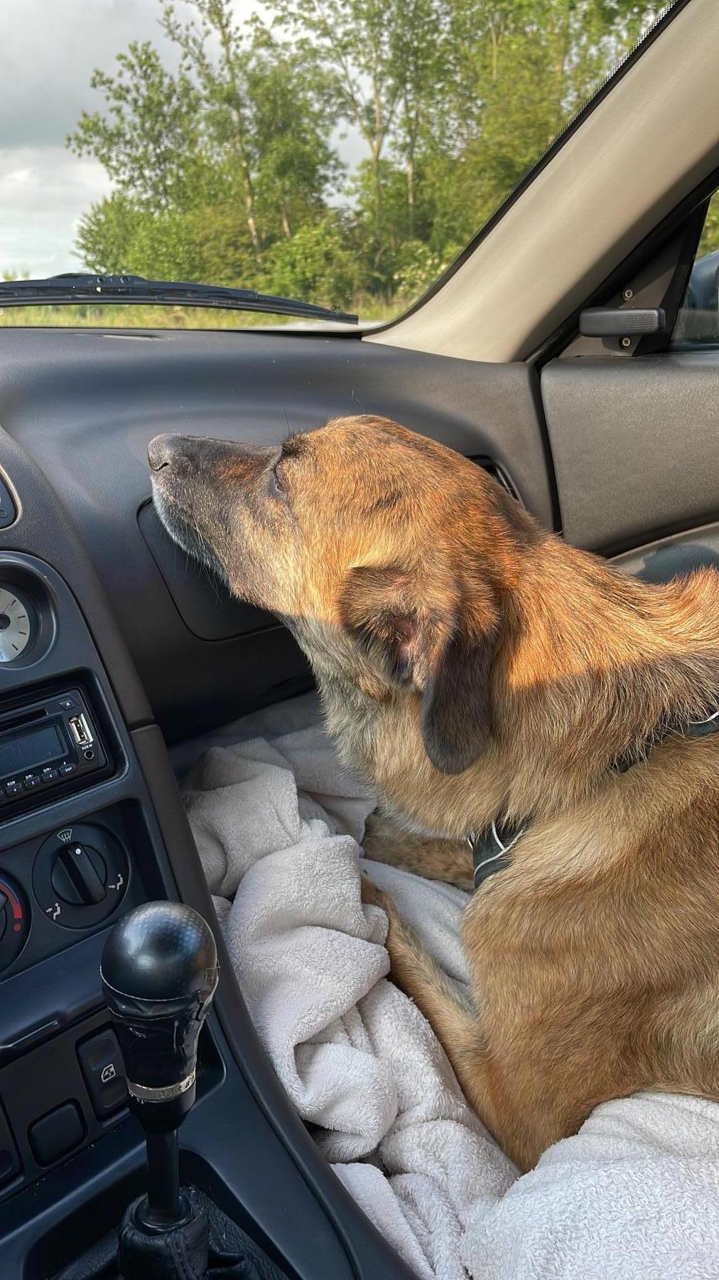 Rover
