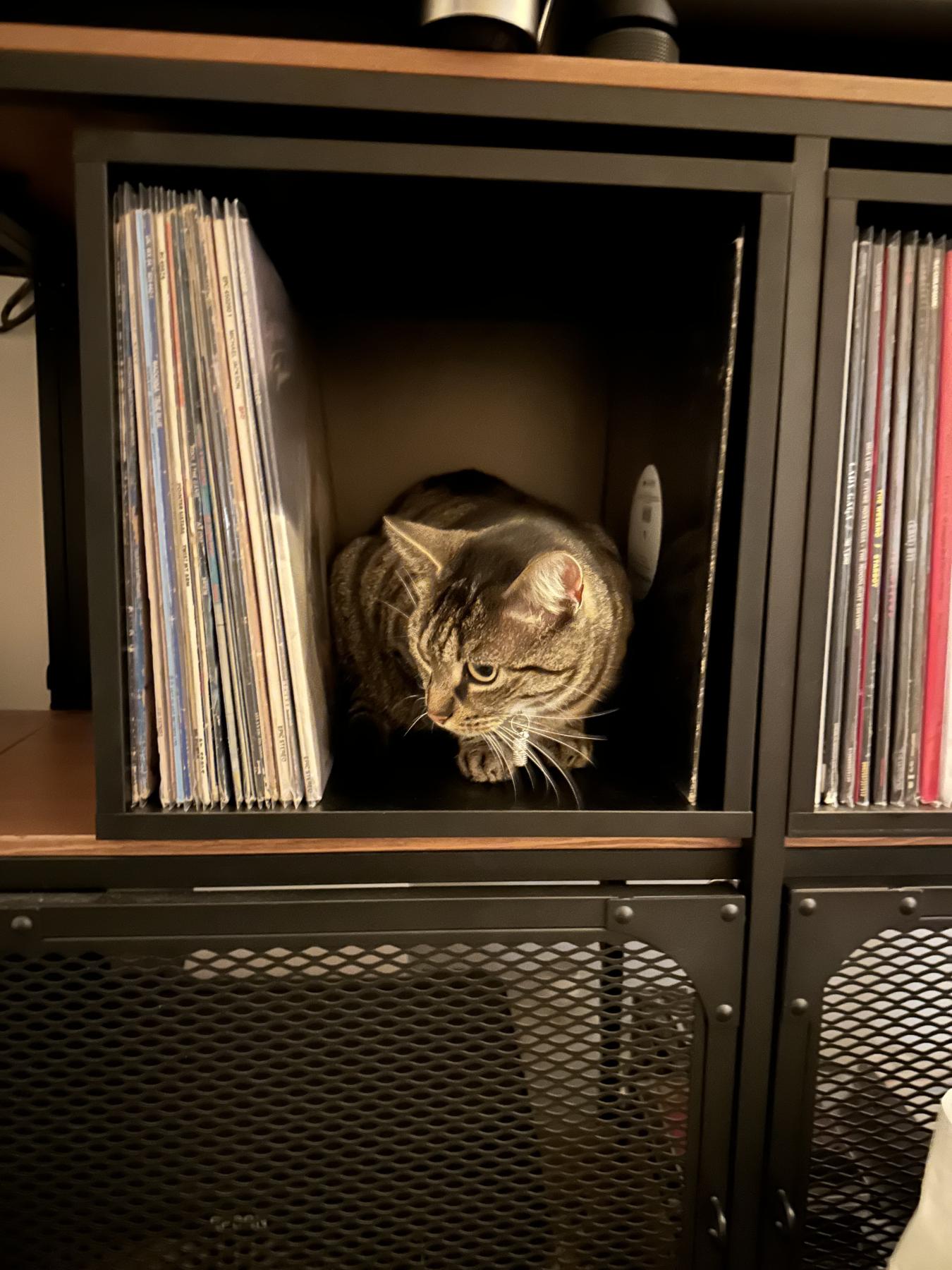 Mamacat
