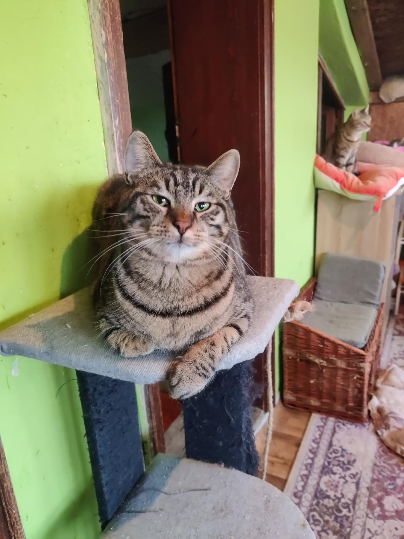 Tobby