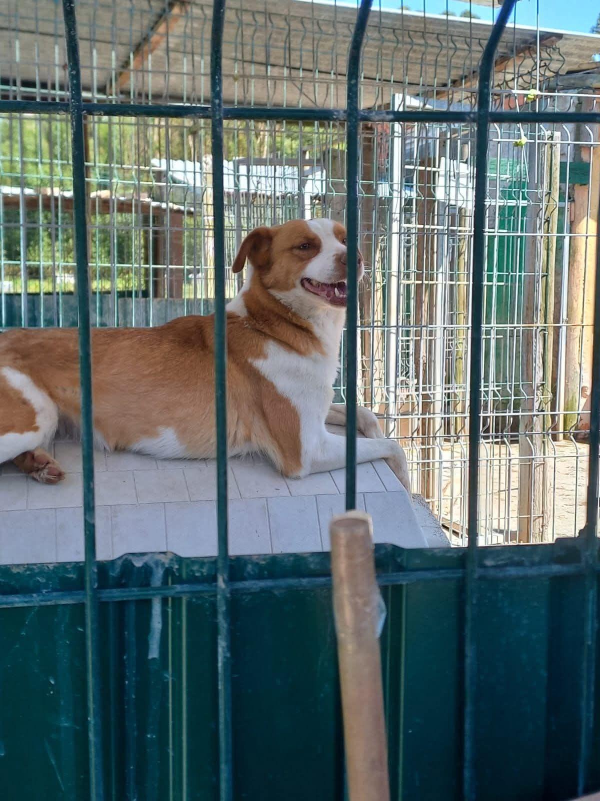 Ziva