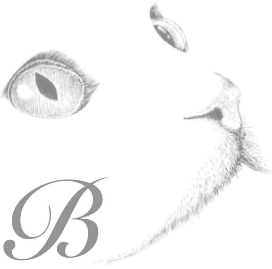 STICHTING BLITZ KATTENOPVANG