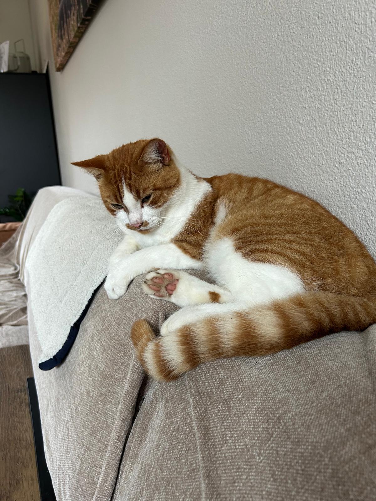 Floki