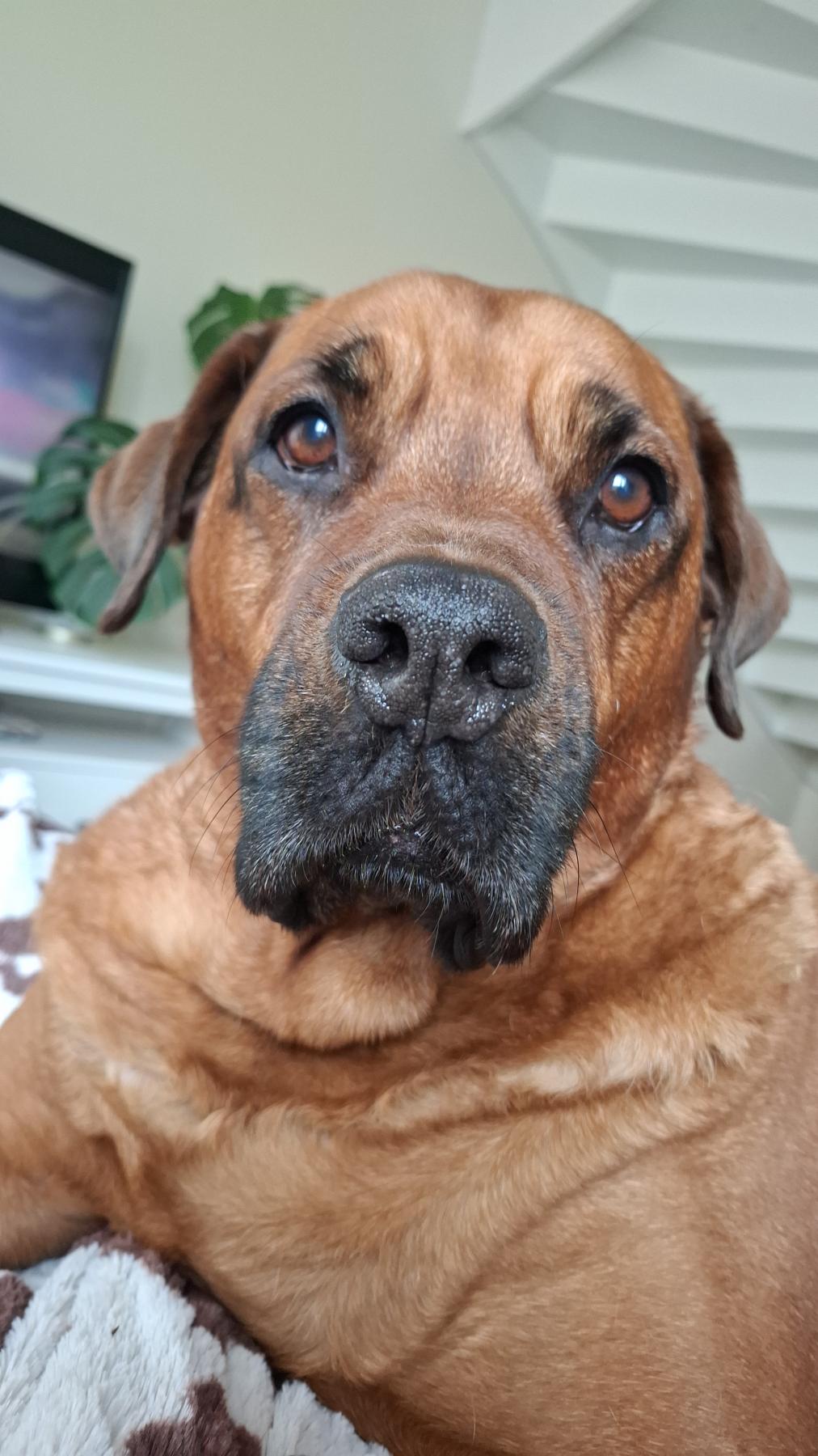 Nena