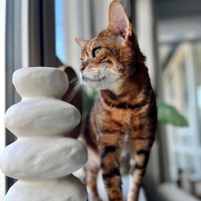 Chico