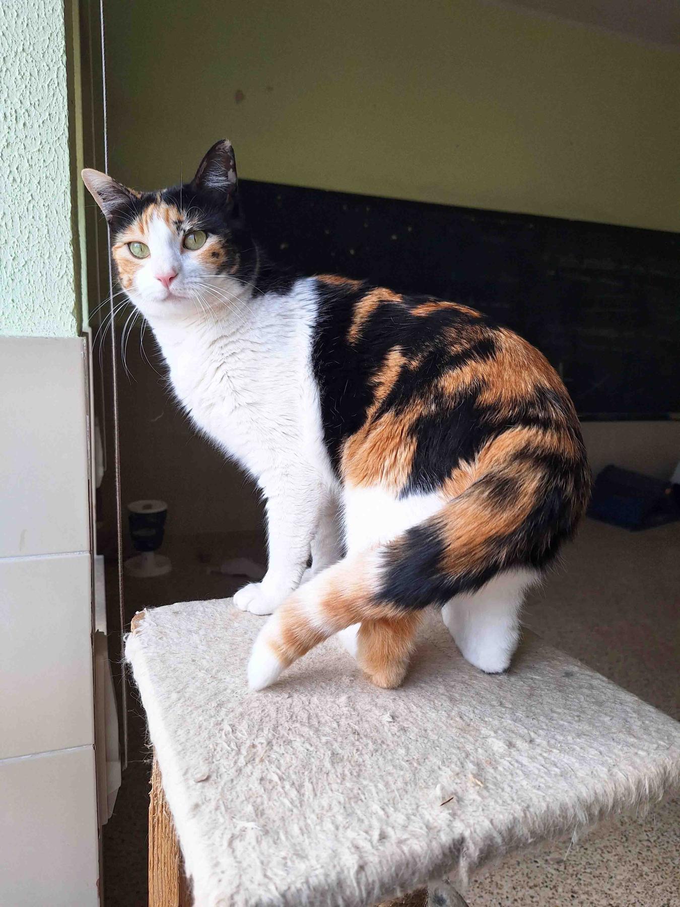 Nina