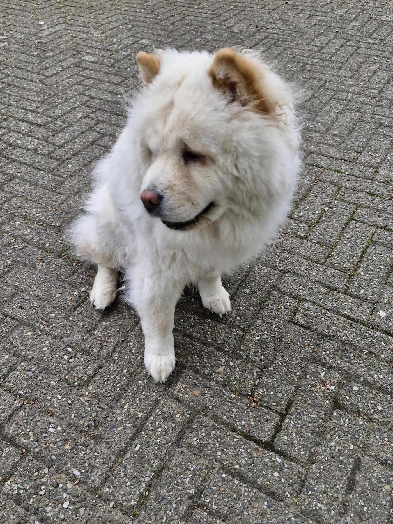 Ziva
