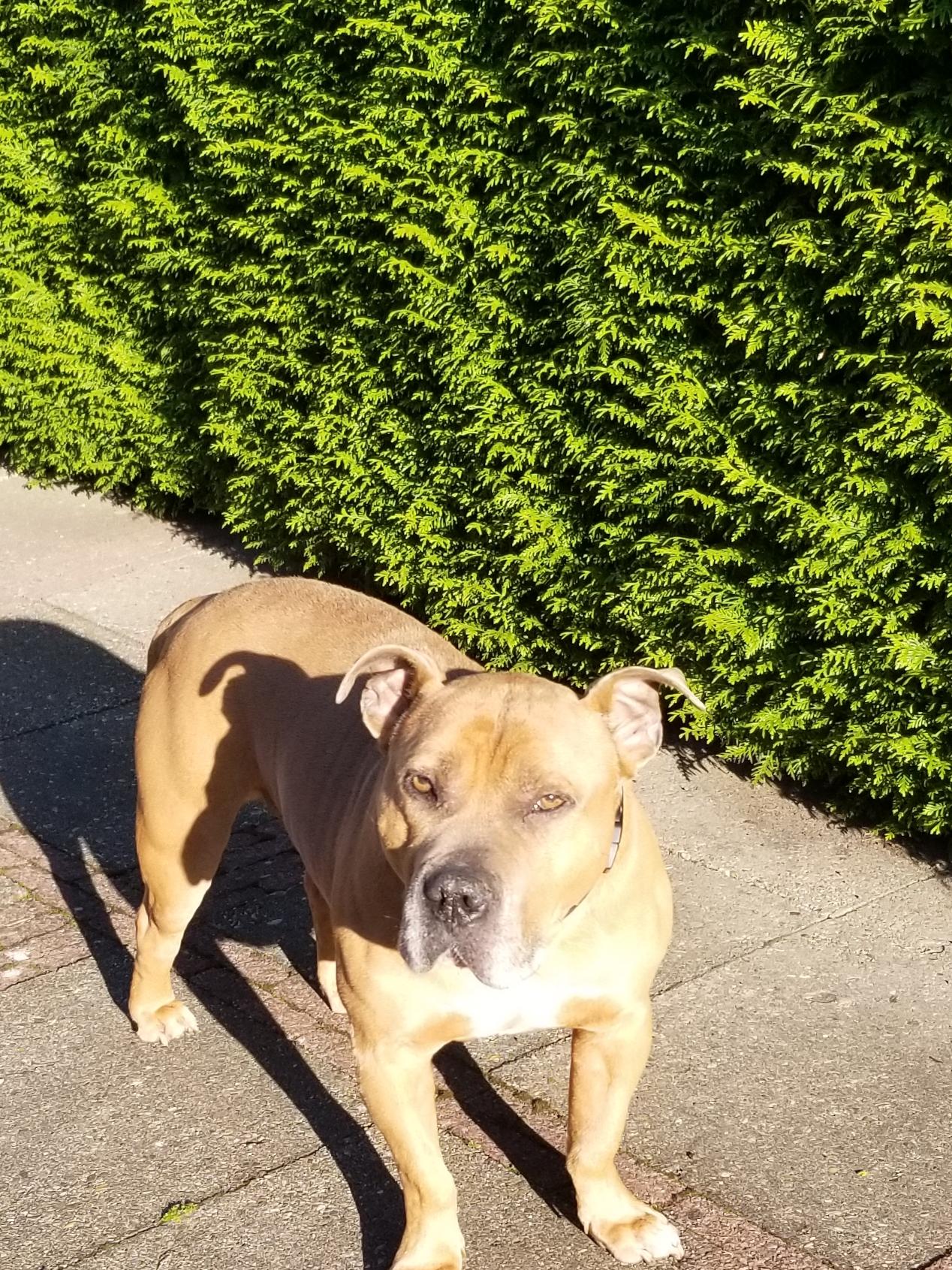 Tygo