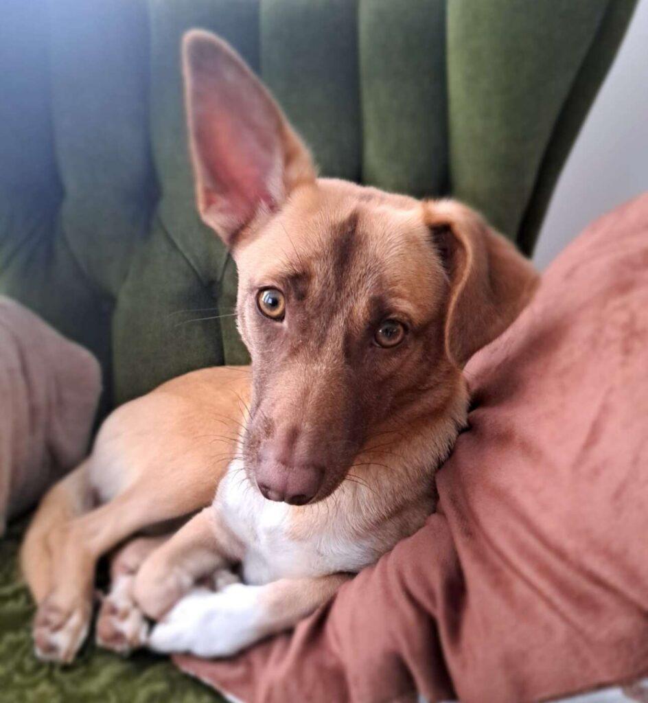 Ayla