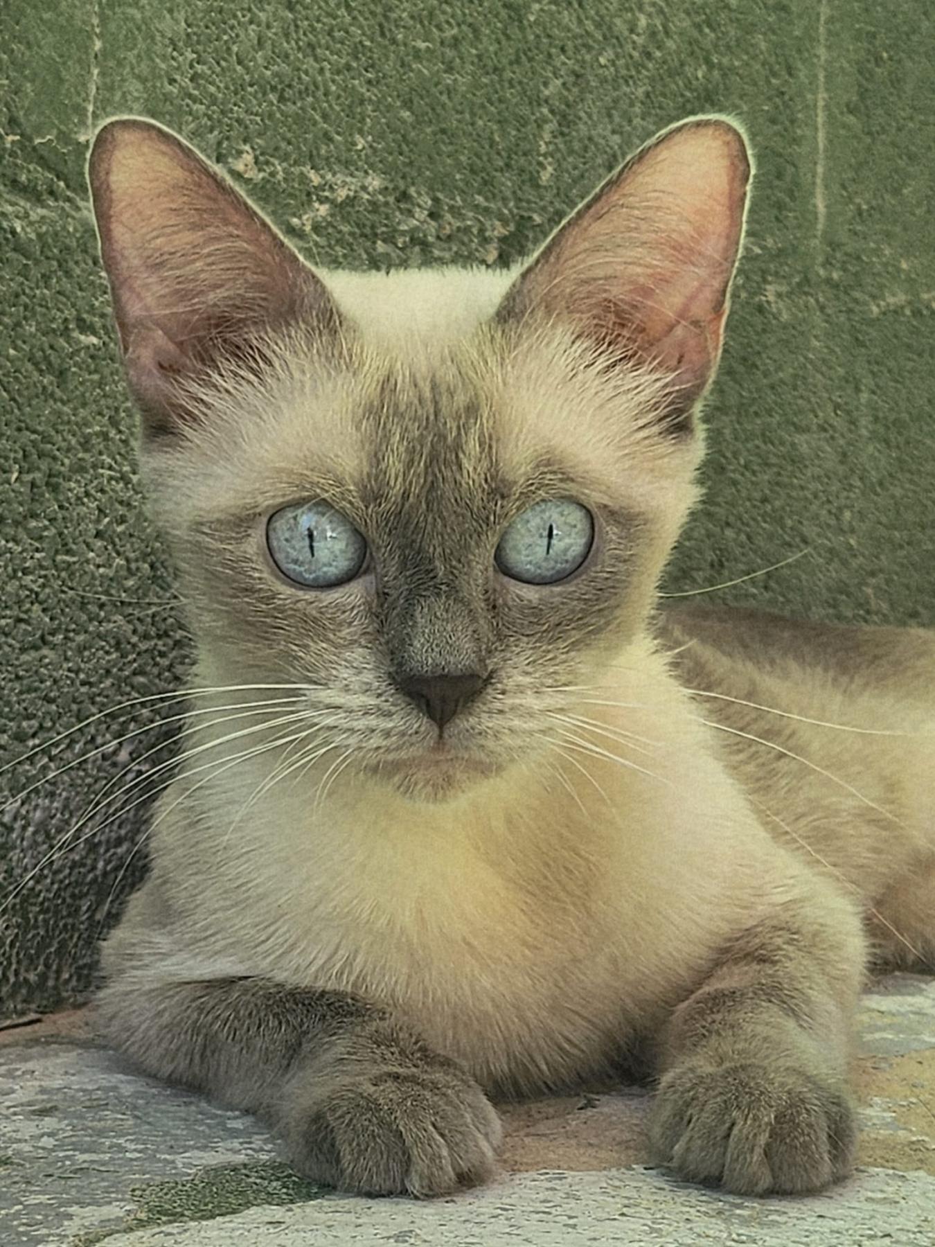 Emy