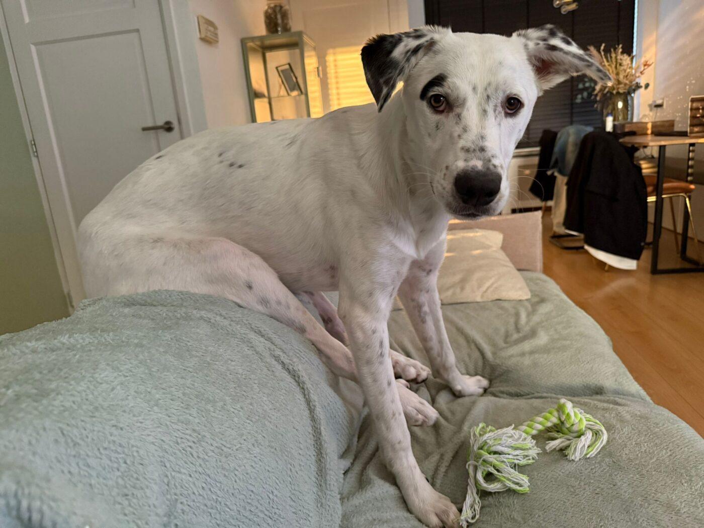 Sam