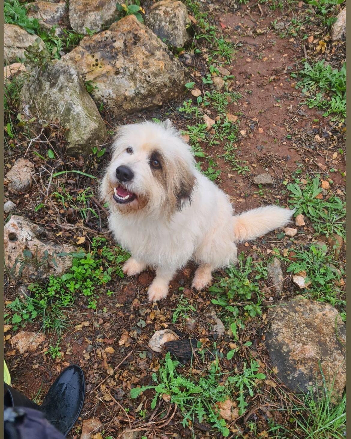 Urso