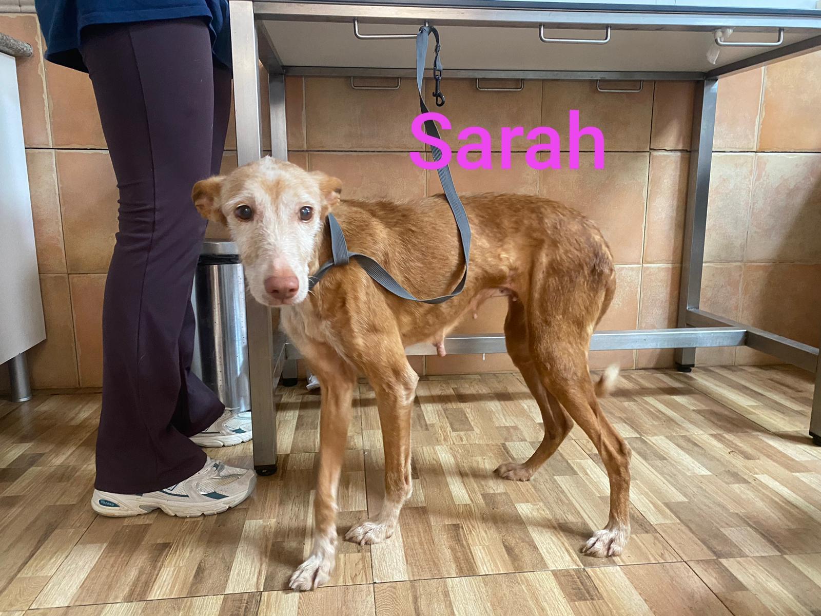 Sarah