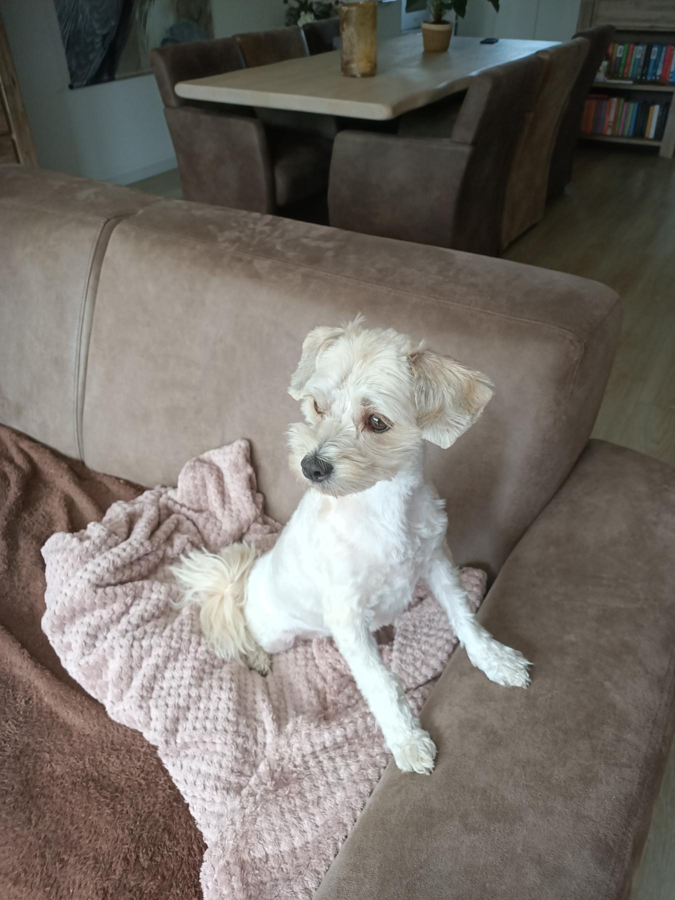 Diva