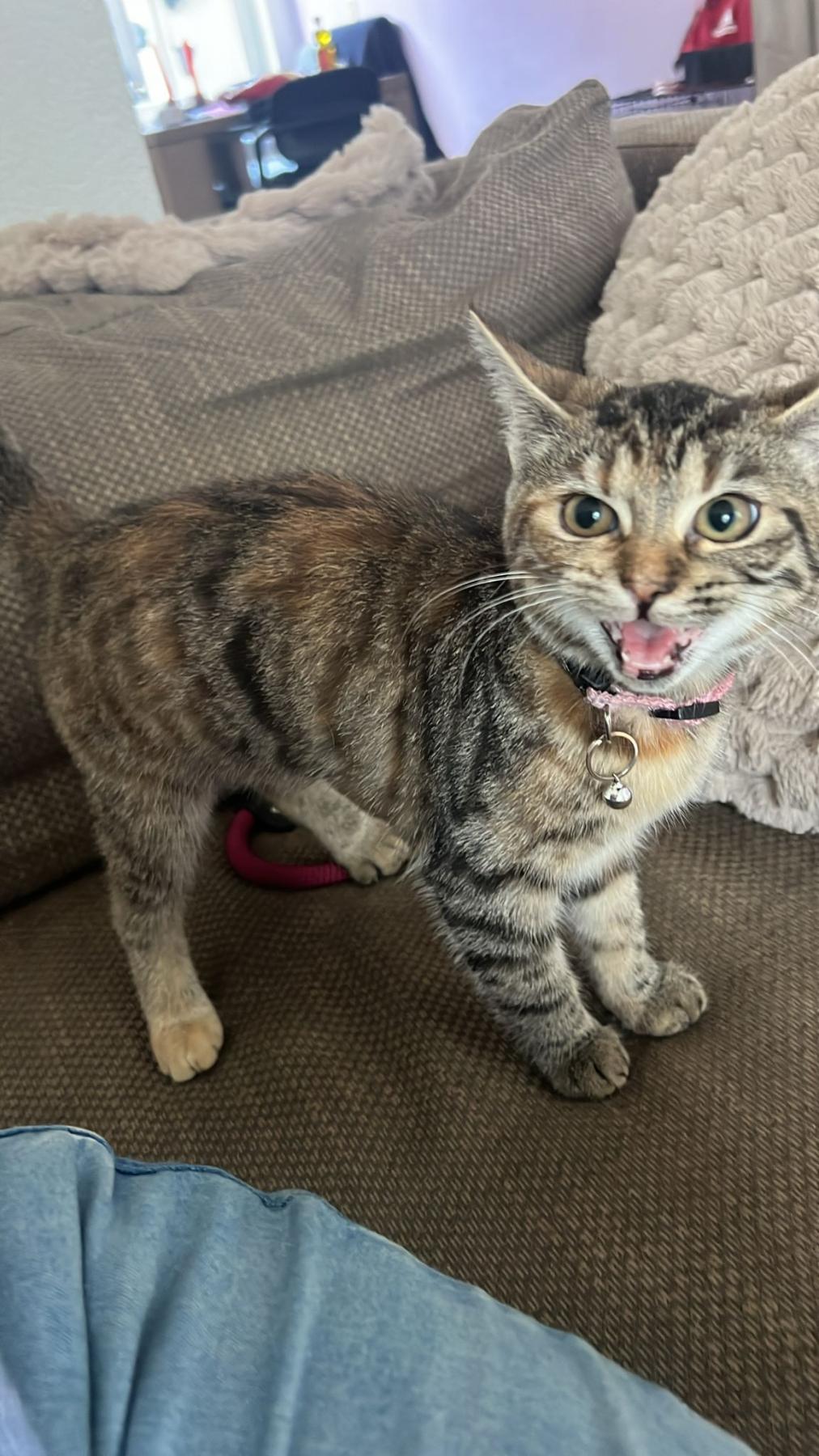 Diva