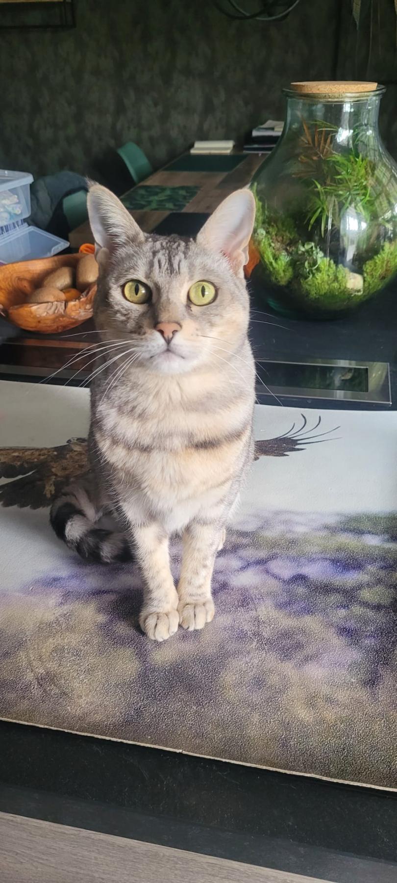 Stella