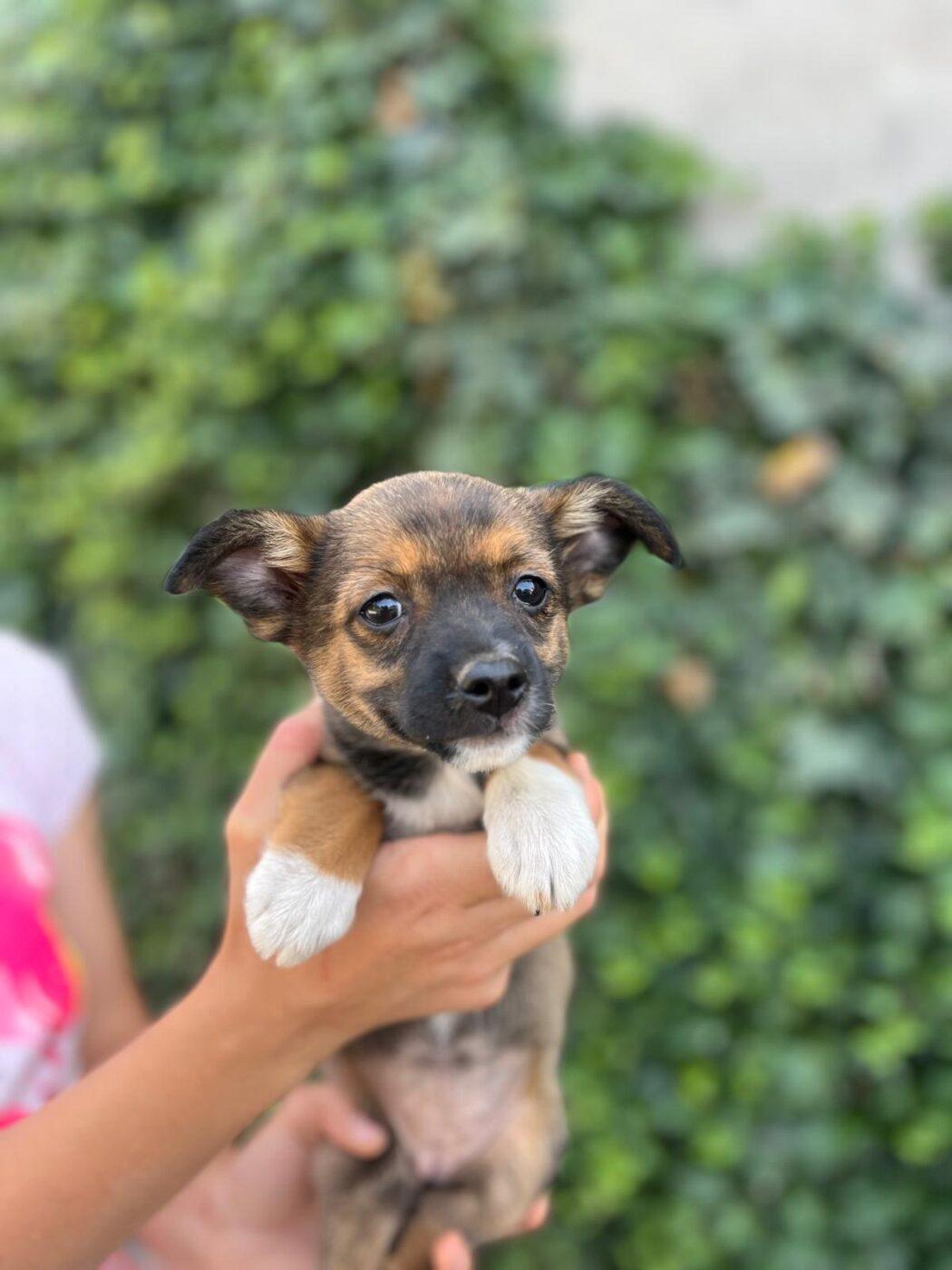 Coco
