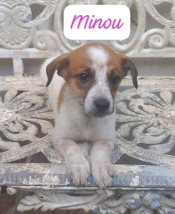 Minou
