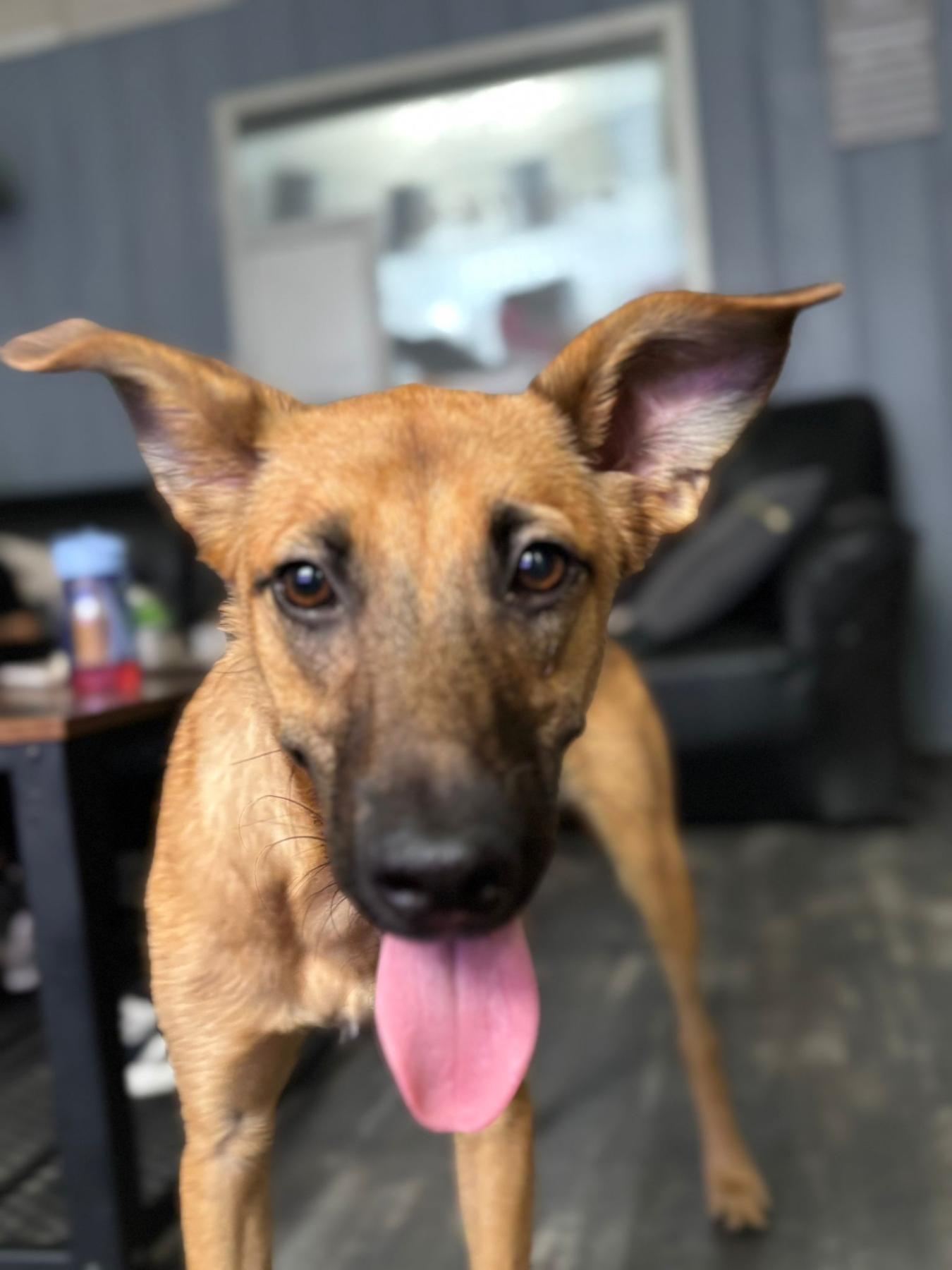Kaya