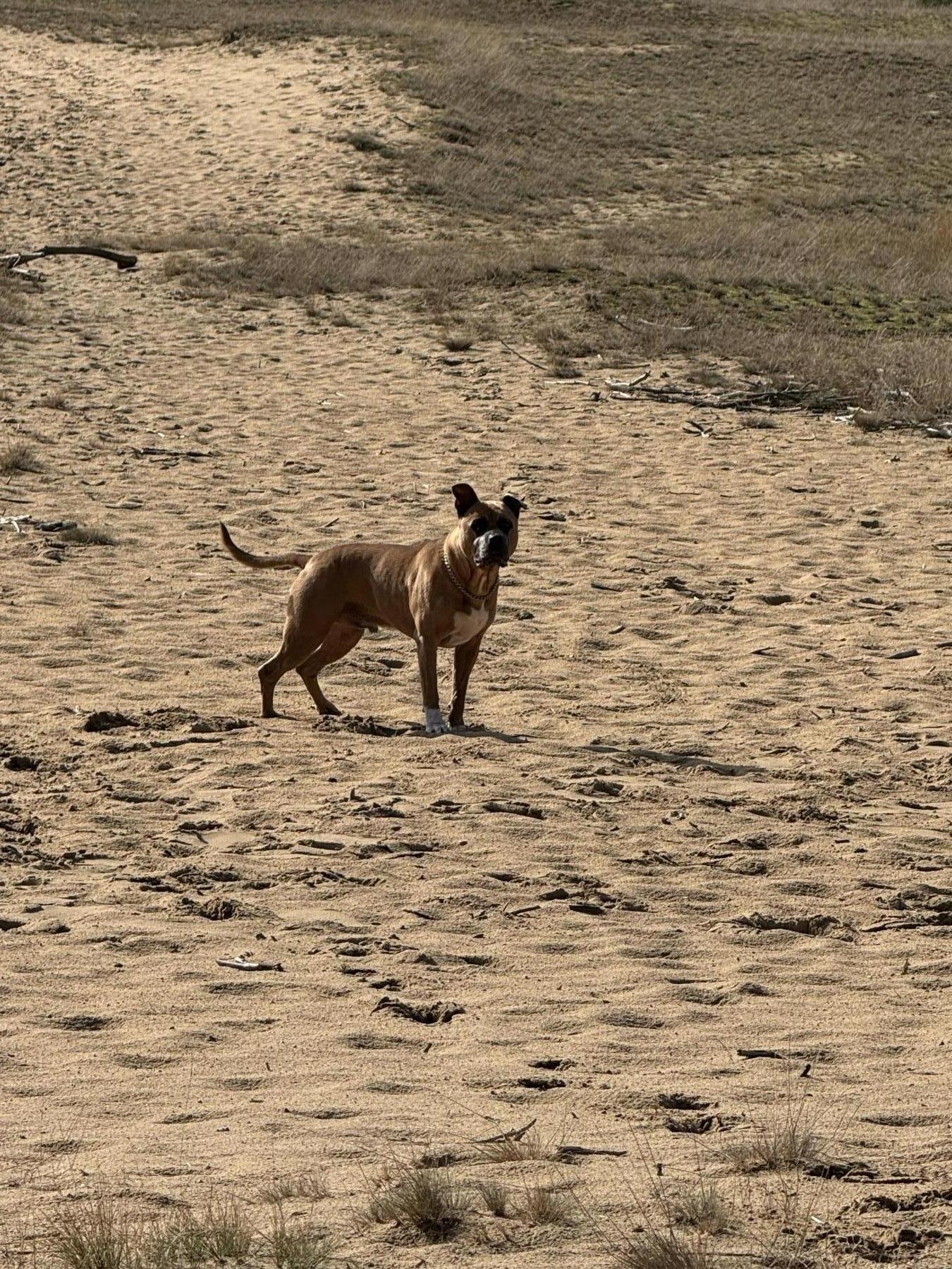 Rambo
