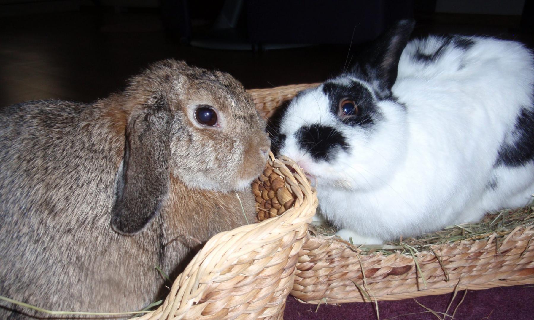 CAVIA- EN KONIJNENOPVANG PRUTTEL