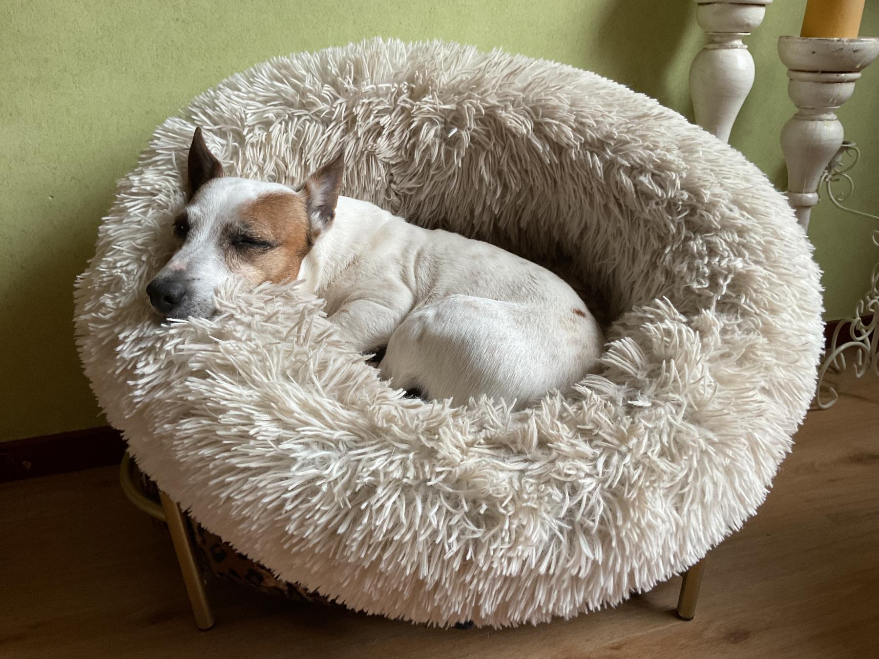 Toetsie