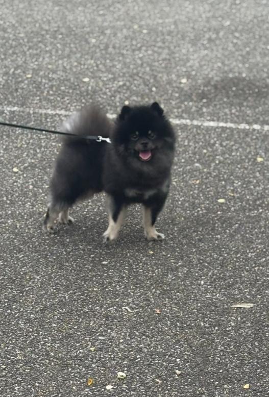 Baloo