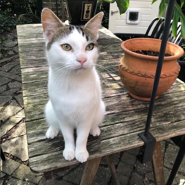 Tommie