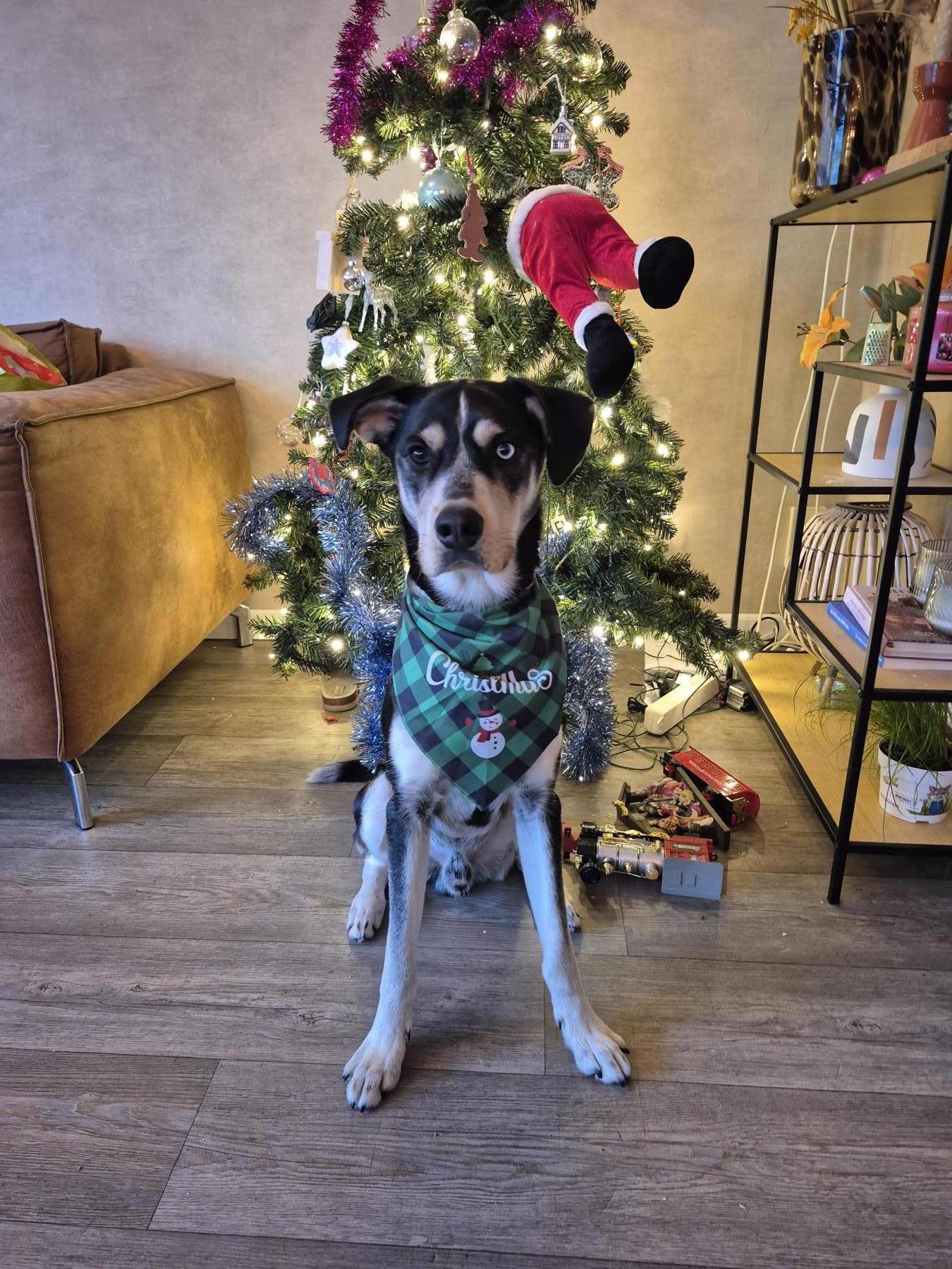 Loki