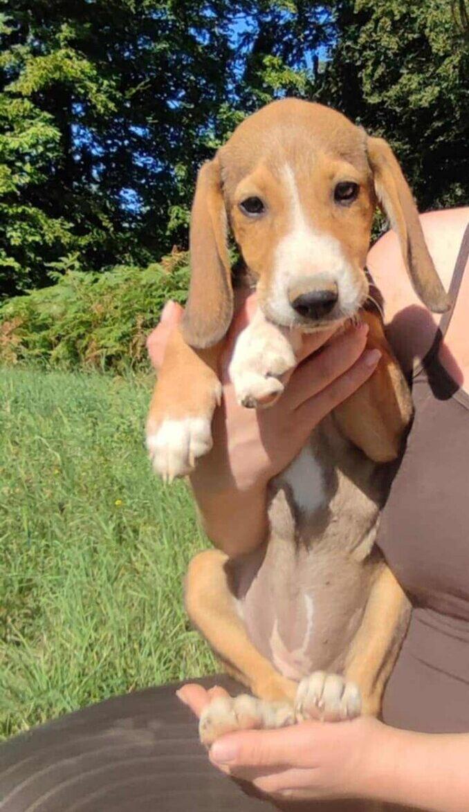 Perdita