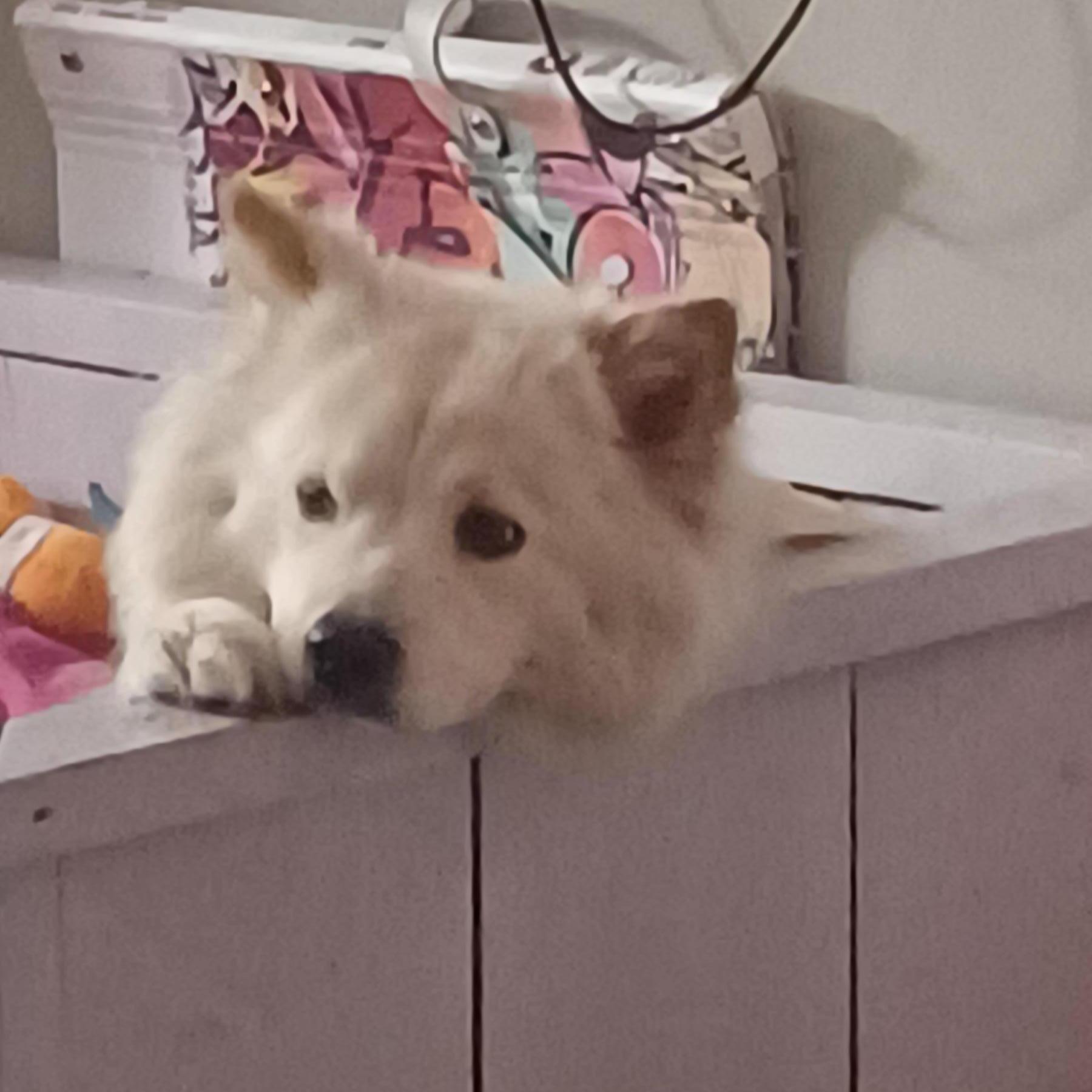 Ayla
