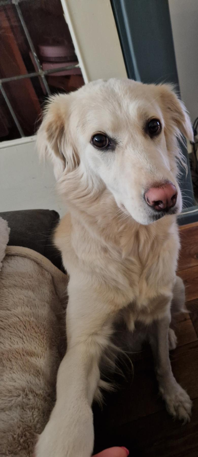 Gypsy