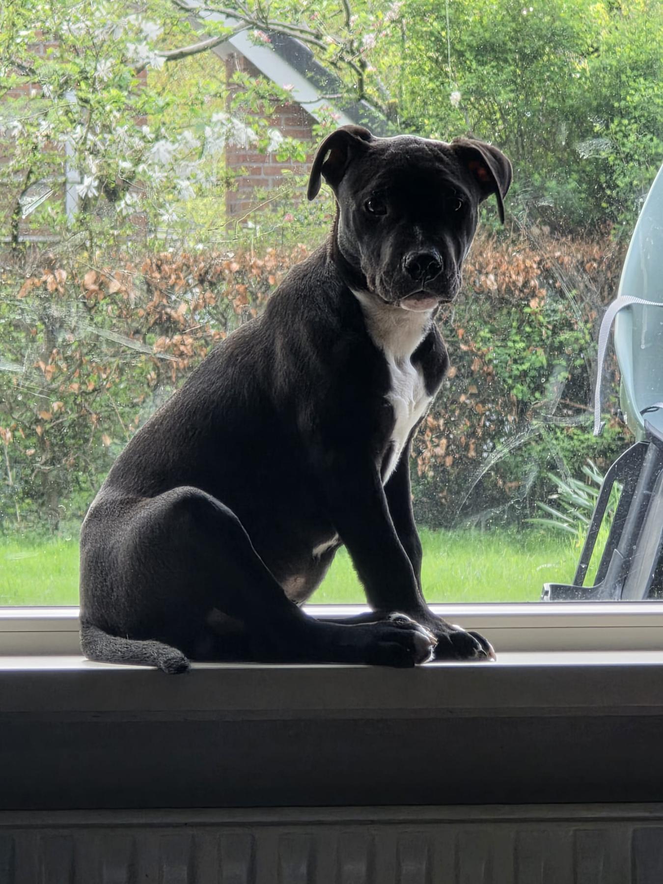 Bowie