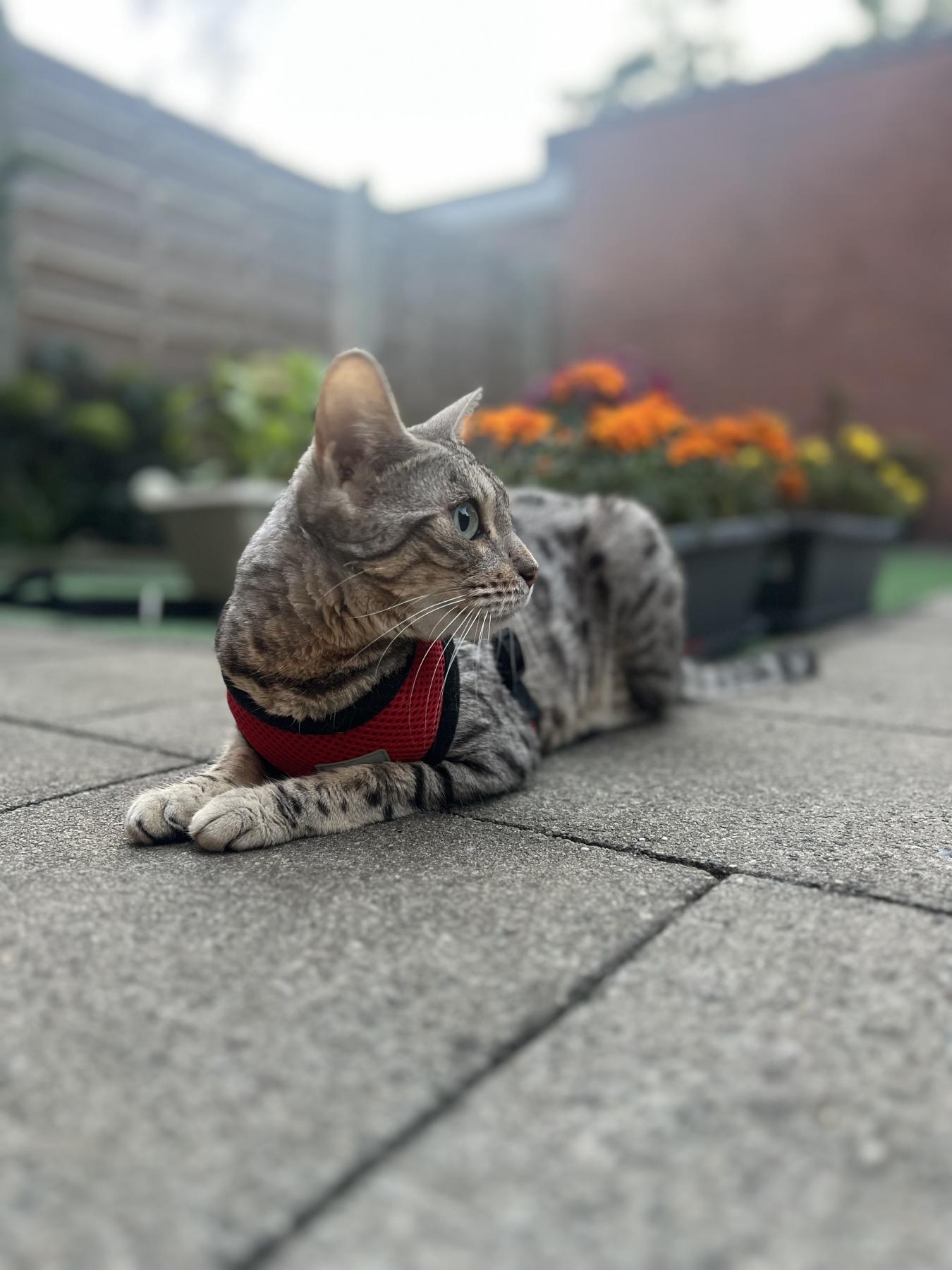 Nova