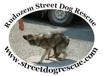 RUDOZEM STREET DOG RESCUE